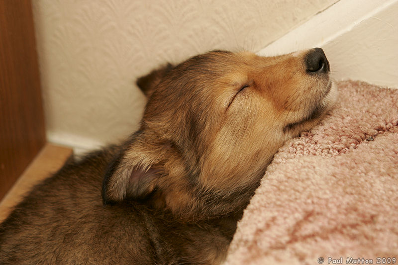  A8V6314 Archie puppy sleeping on step